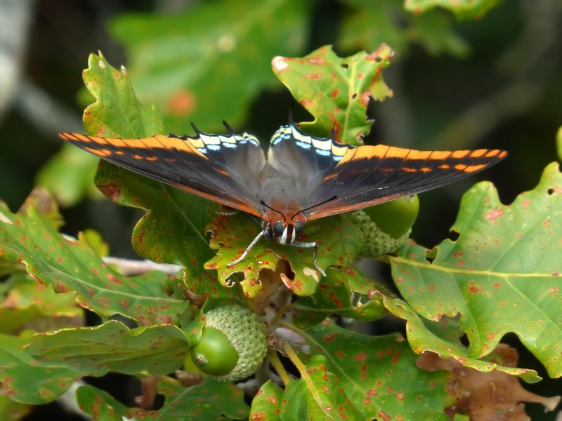 i Charaxes di Monte Malbe